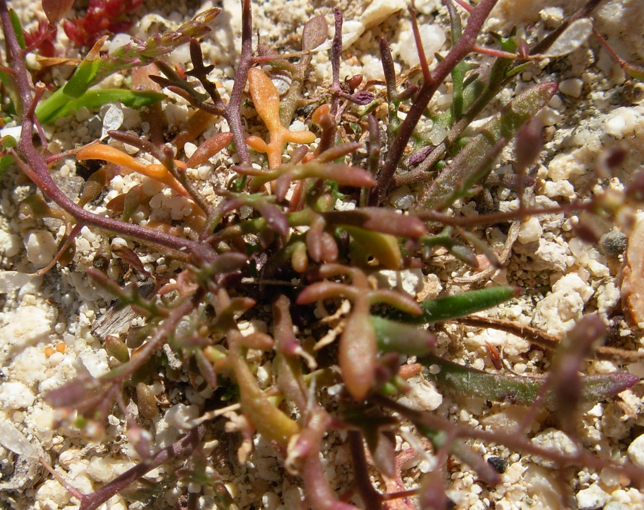 Hornungia procumbens / Hornungia procumbens